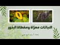 النباتات معر اة البذور ومغطاة البذور 