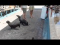 Sea lions at fish market