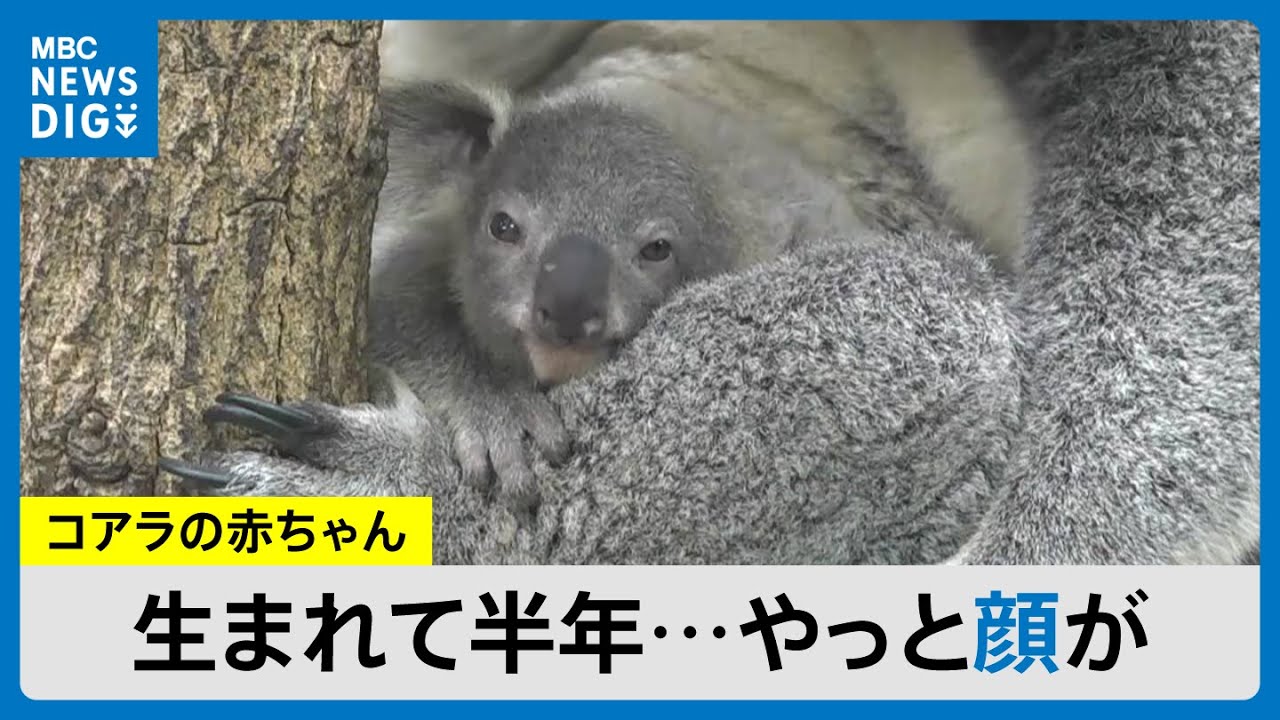 コアラのお腹が動く正体は… 2時間待つとひょっこり赤ちゃんが