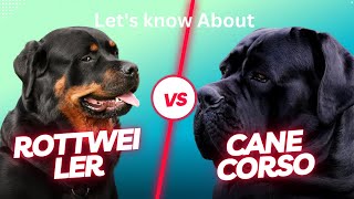 "Cane Corso vs. Rottweiler: Unveiling the Differences and Similarities"