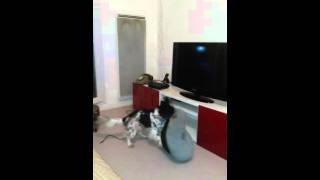 Chienne En Chaleur Qui Aime Se Frotter A Son Panier Ptdrrrrrrr A Mourir De Rire