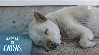 Heavily Pregnant Dog With Cancer Was Abandoned But Still Waits For An Owner | Animal in Crisis EP122