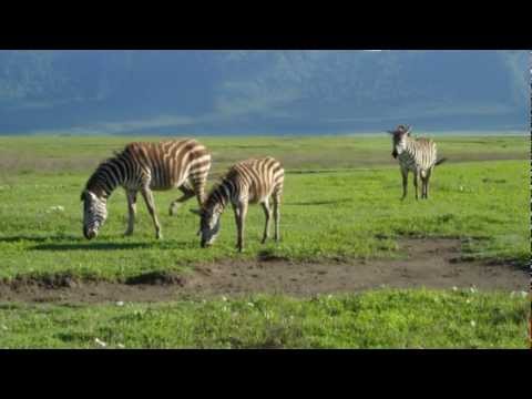 African Symphony アフリカン シンフォニー 