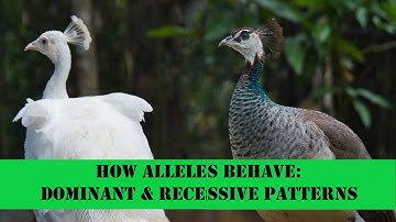 What Patterns of Inheritance Include - Concepts of Biology: Chapter 8 Summary (English Reading Only)