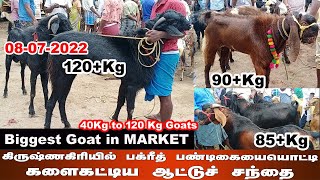 Biggest Goat in Goat Market | #கிருஷ்ணகிரி #குந்தாரப்பள்ளி ஆட்டு சந்தை இந்த வார விலை நிலவரம் #Bakrid