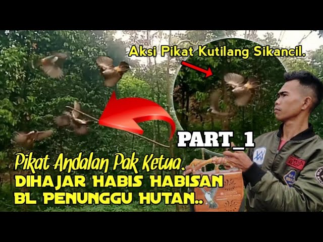 NGERII.‼️ Pikat Adalah Berhadapan BL Penunggu Hutan. PART-1.. class=