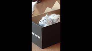 CUTE CATS DOING FUNNY THINGS 2021! (#Shorts)  Playing mum Cat must protect her box!