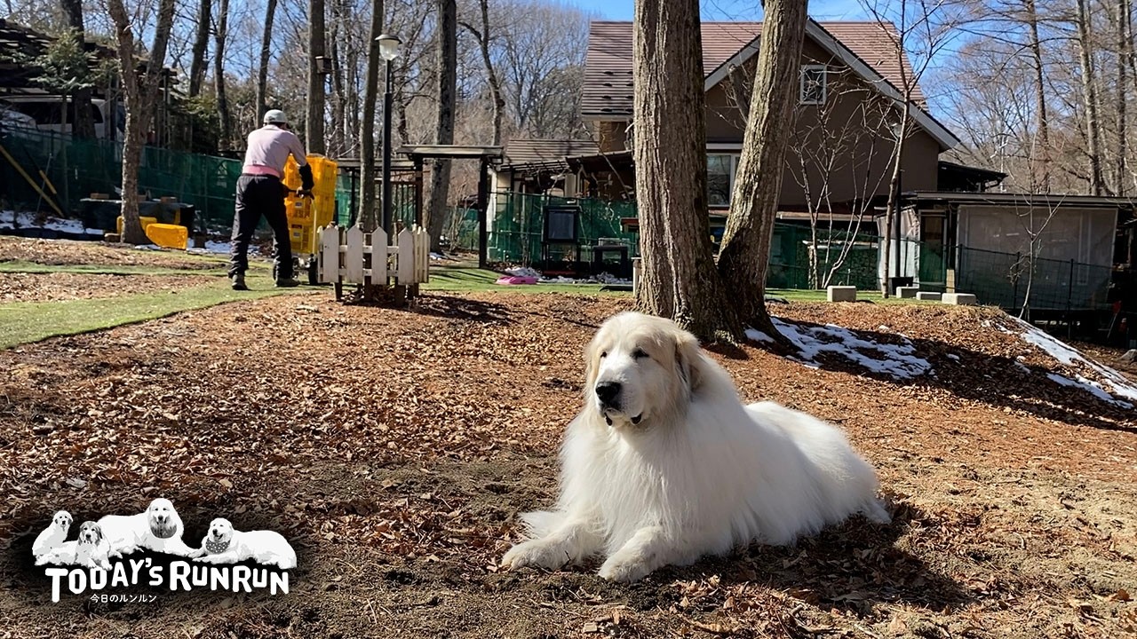 ちょうど適温！冬の日向ぼっこを楽しむアランとベルとリリーです　Great Pyrenees　グレートピレニーズ