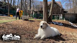 ちょうど適温!冬の日向ぼっこを楽しむアランとベルとリリーです Great Pyrenees グレートピレニーズ