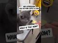 Unexpectedly, this cat's expression would be like this #cat #adorable #catlover #funny #cute #shorts