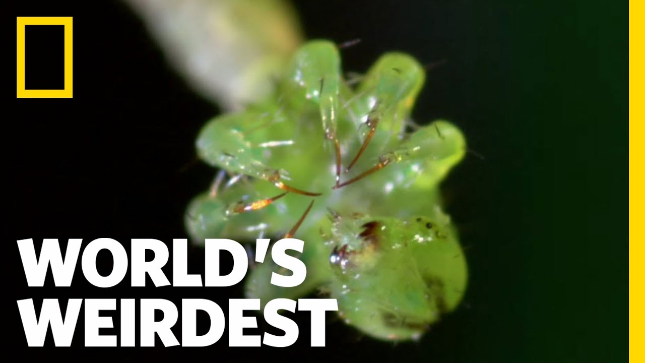 World's weirdest. Carnivorous Caterpillar. Плотоядная гусеница Eupithecia orichloris. Eupithecia.