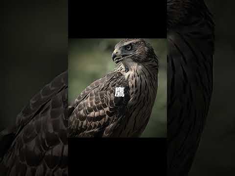 動物の声予想アフレコ第4弾🐦#声優志望 #アフレコ #声予想 #動物 #動物声予想 #セリフ