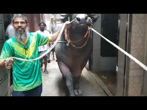 BIGGEST BUFFALO BLACK
