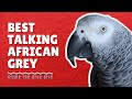 African grey talking for 30 minutes straight  gizmo the grey bird