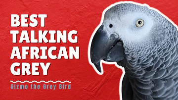 African Grey Talking for 30 Minutes Straight | Gizmo the Grey Bird