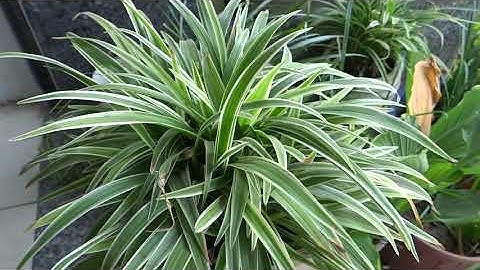 ngải nàng rù cầu tài - phong thủy vạn lộc