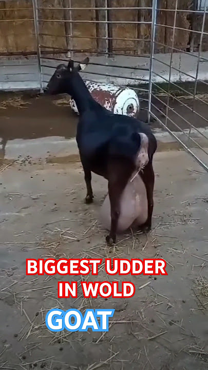 Biggest Udder GOAT in wolrd 😱 #cow #bakridsheep #goat