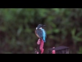 Common Kingfisher,  Raja Udang