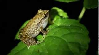 Rio Grande Chirping Frog