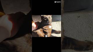 Cat Deep Thoughts #cookingcrossing #2026 #fyp #cat #catfunny #catshorts #blackcatshortsvideo