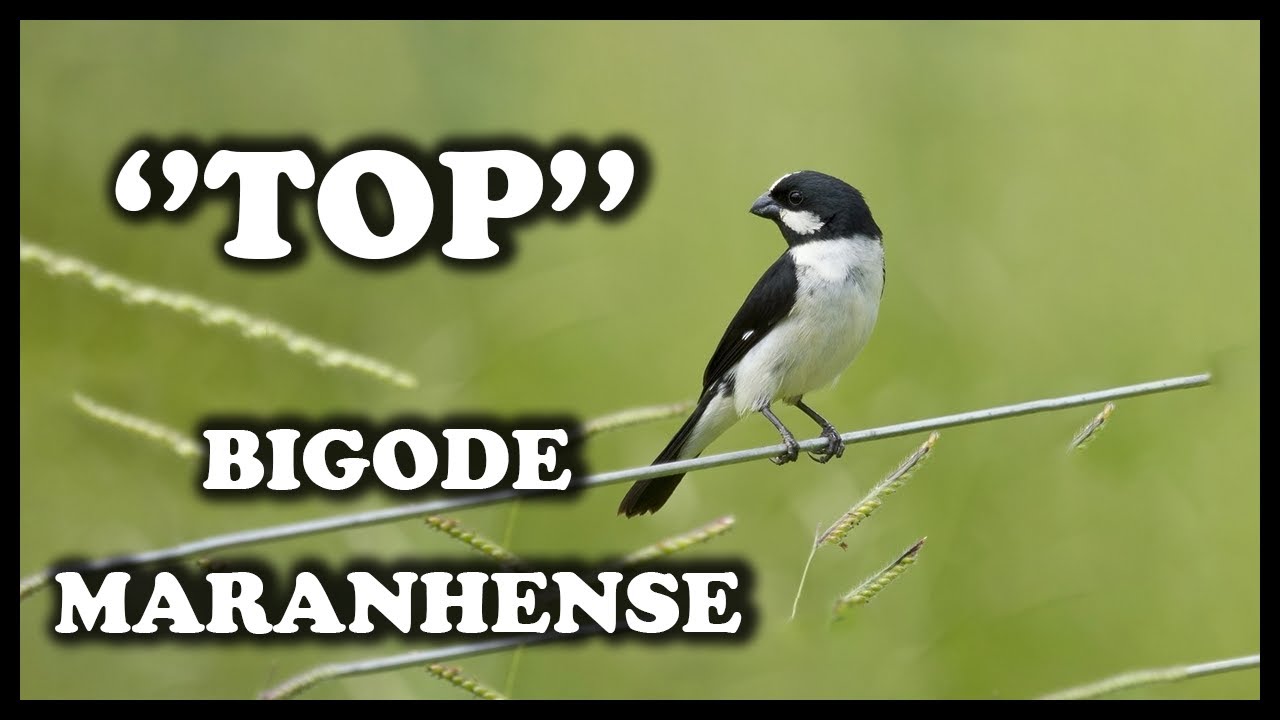 BIGODINHO MARANHENSE