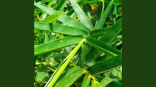 Download Lagu Kardus Rusak Parah