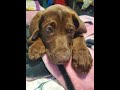 cute puppy Duke