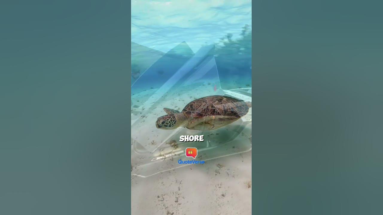 The Turtle Theory: Why Slow Progress Wins Every Time 🐢 | Motivational Speech