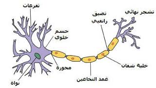 رسم تخطيطي للعصبون (الخلية العصبية )