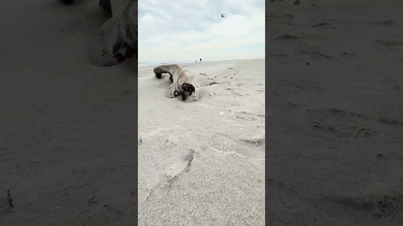 NEW YORK 👍💖| JONES BEACH | LONG ISLAND | DRIVING CINEMATIC VIEW | REVIEW BY NEW YORK