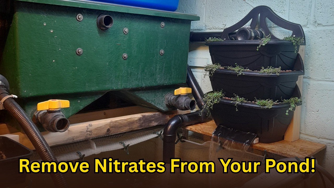 Pond Nitrates Remove Nitrates From Your Pond! Plant Shower/Trickle Tower Build. - YouTube