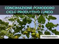 Concimi Pomodoro ciclo Produttivo lungo
