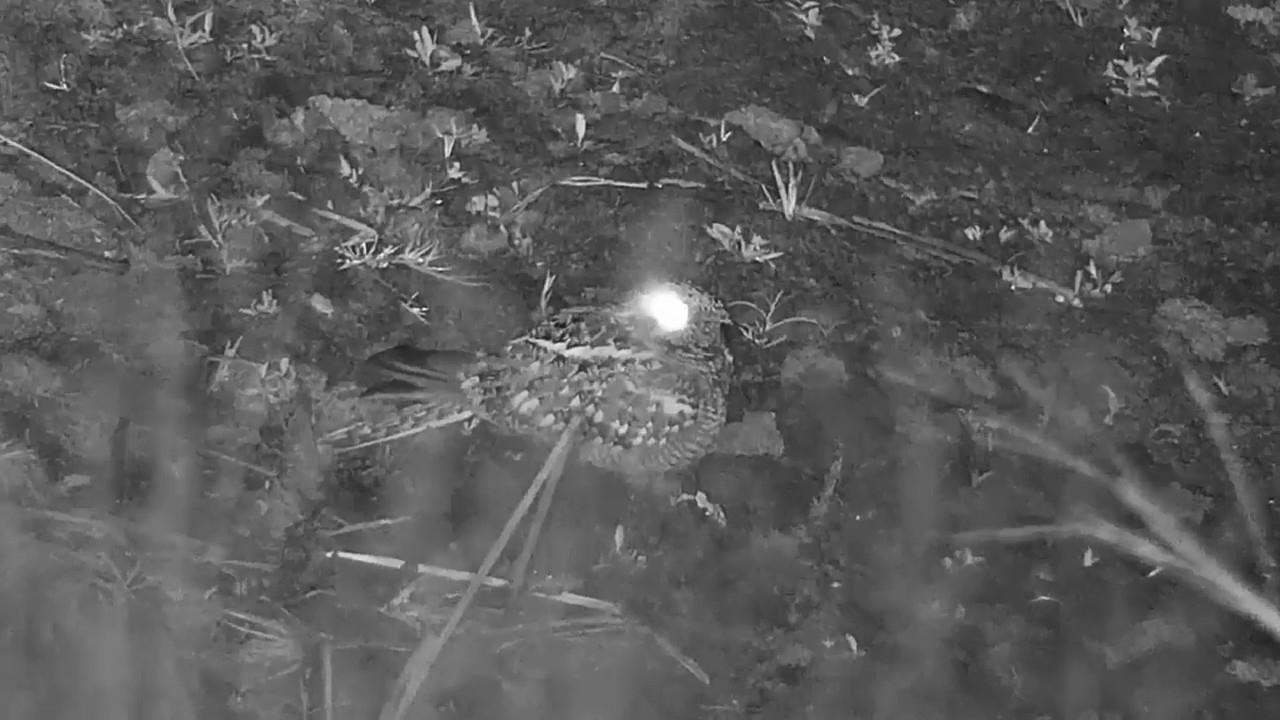Djuma: Fiery-necked Nightjar sitting by the pan calling - 01:03 - 05/08