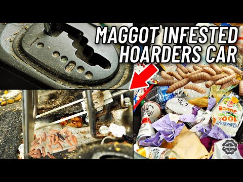 Video: Når er maggots farlig?