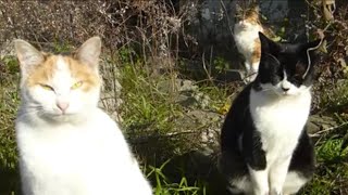 冬の寒さと戦う猫家族に会いに行った