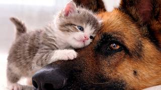 When Big Dogs Fall In Love With Kittens 😍 Cute Animal Friendship! screenshot 5