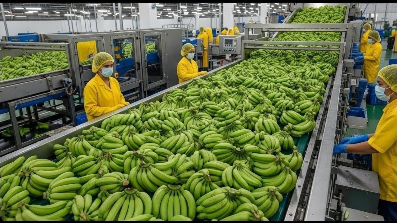 👉 Green Banana Factory Process | Amazing Banana Powder Manufacturing Technology
