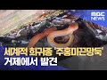 세계적 희귀종 &#39;주홍미끈망둑&#39; 거제도에서 발견 (2024.05.23/뉴스데스크/MBC경남)