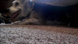 Zombie Dog Licks Toenail Glazed With Peanut Er 473,002 Out Of 1,000,000