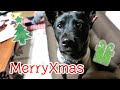 【初】琥白さん2度目のクリスマス【生肉】