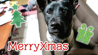 【初】琥白さん2度目のクリスマス【生肉】