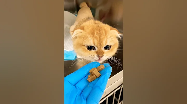 Video 11063791: scottish fold cat breed, little scottish fold cat, cute scottish fold cat