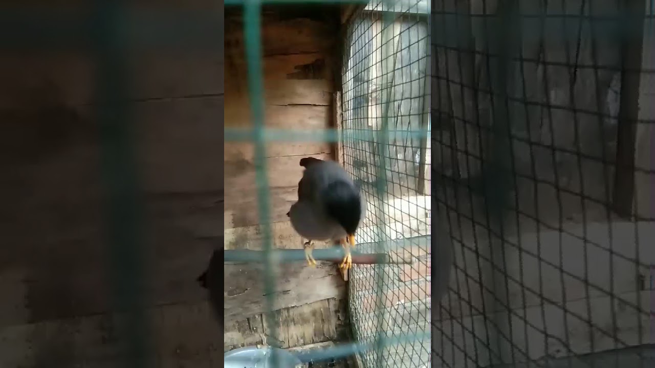 Jalak kebo jinak bisa ngomong. 