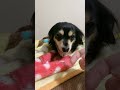 怒ってる犬に「痛い‼︎」と言ったら申し訳なさそうな顔になった #保護犬