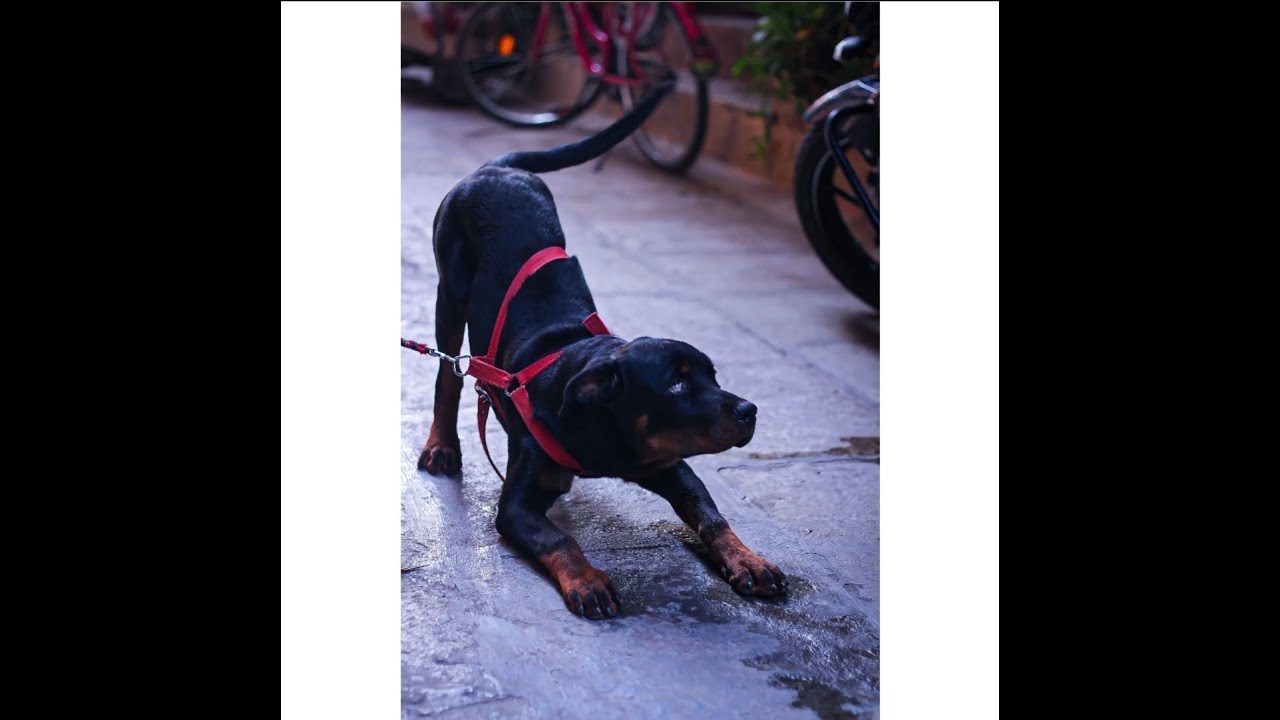 Dog Bath Rottweiler bathing YouTube