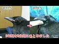 【神回：成長記録】たった8分で2年間のカラスの成長を観察できる動画w 2017年5月から毎月27日のカラスを24ヶ月観察🔍 20190527、カラス