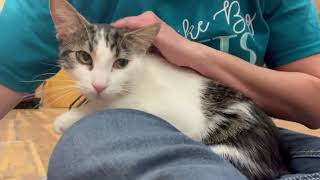 Bamboozle  adoptable kitty at The Planet Purrrk Club from Oshkosh Area Humane Society