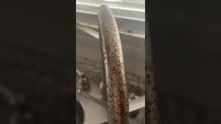 IMG 9201