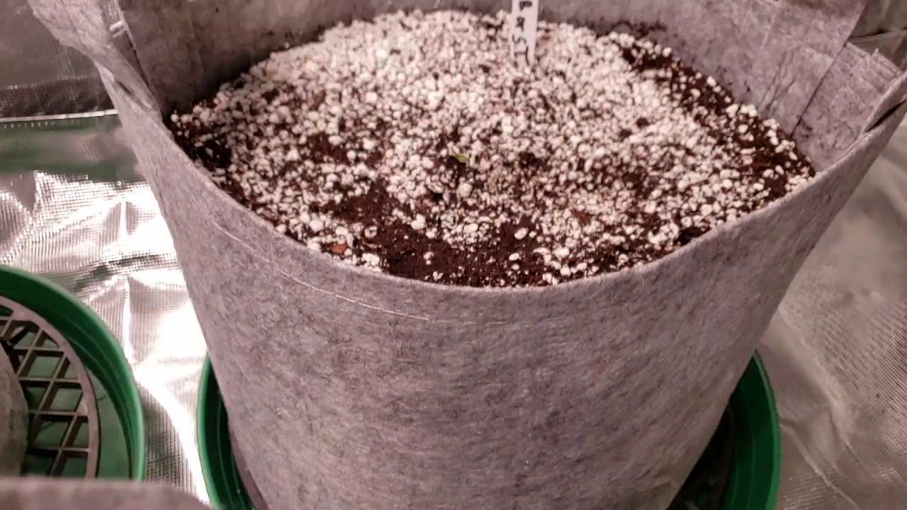 Medical Grow #5 Day 10 of veg and autoflowers