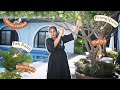Choice of Plants for Luxury pool Outdoors: Holiday home project in Alibag 